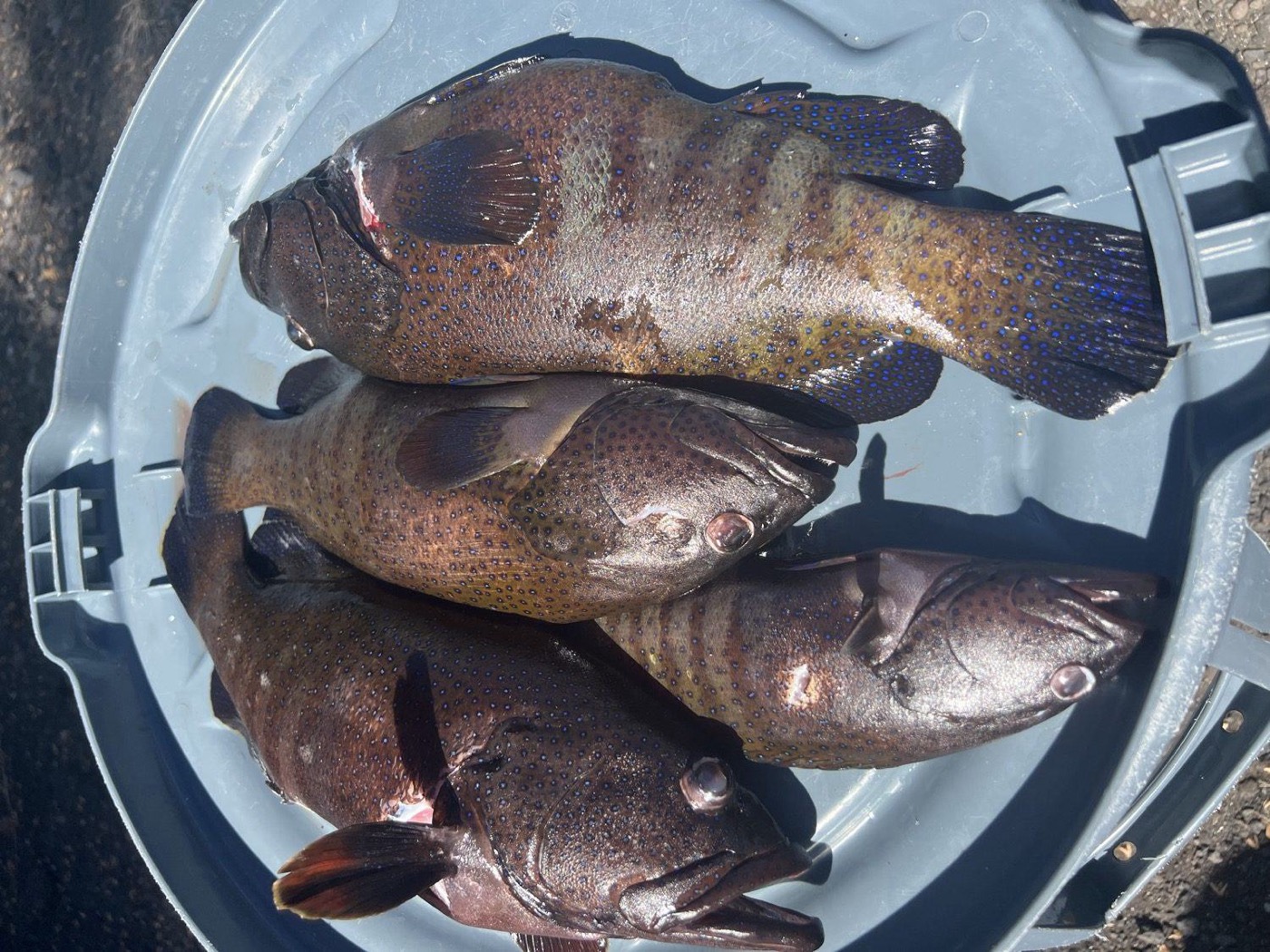 Fresh-removed invasive roi in the harvest tub, the same day they were speared