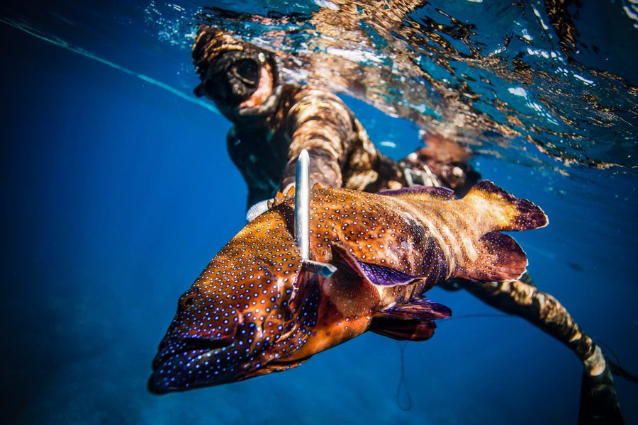 A diver at the surface with an invasive roi (peacock grouper) on the spear shaft, Kona coast